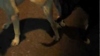 Gay Dogs Getting Entangled