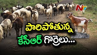 Subsidy Sheep Distribution Scam in Telangana, Six Members Arrested For Illegal Transport | NTV