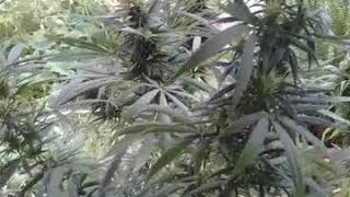 Mi autocultivo / en desarrollo total !marihuana legal Uruguay
