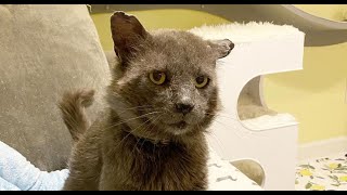 The saddest cat with the most interesting face