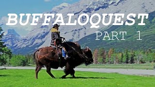 Buffaloquest - Part 1 (The Search for the REAL Guy on a Buffalo)