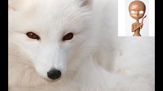 Oreille et queue de renard en fimo pour pullip ou autres doll