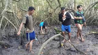 Masuk Hutan Paya Bakau, Cari Lokan..
