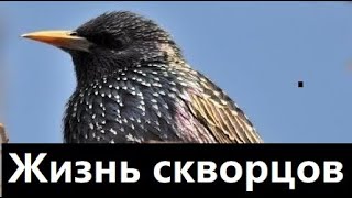 Хлопоты скворца Жизнь скворцов. Жизнь в природе. Жизнь в деревне.