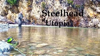 Steelhead Utopia