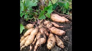 Копаем батат: псевдо-Женьшень Красный (psevdo-Ginseng Red) / Афганский.