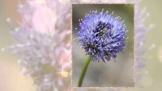 Букашник горный (Jasione montana)