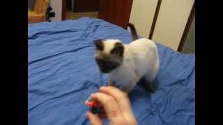 Kitty Penny Lane plays fetch with a ball