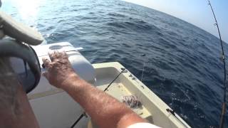 Great Fish Variety