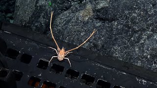 Hitchhiking Squat Lobster, Deep Sea Fish, and a Bunch of Brisingids | Nautilus Live