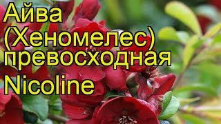 Айва превосходная Николин. Краткий обзор, описание характеристик, где купить саженцы