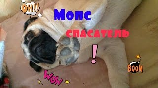 Собака спасает человека! Мопс лает/ Прикол