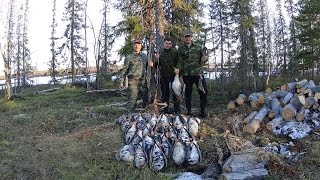 Охота на гуся 2016 Республика Коми
