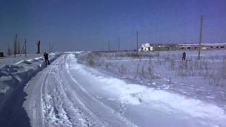 Белолобый гусь.
