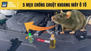 5 mẹo chống chuột khoang máy ô tô và cái kết ngã ngửa