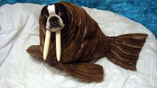 Ржака!!! Морж нереально качает пресс!!!