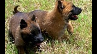 Crianza y Selección de Perros