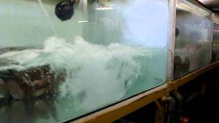 Fast water Changing system from Lucky Tropical Fish farm
