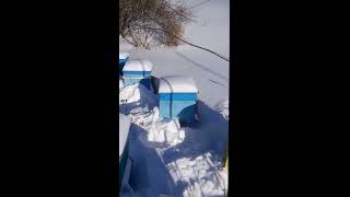 Зимовка в улье с сетчатым дном. Зимовка на улице в улье без дна