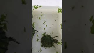 Baby turtle eat vegetable