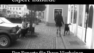 Hundeschule expert hund Verhaltensanalyse