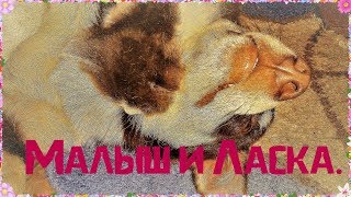 Малыш и Ласка.