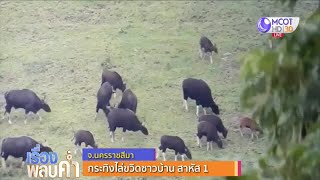 กระทิงไล่ขวิดชาวบ้าน สาหัส 1