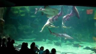 Real mermaid :: Настоящая русалка