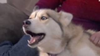Bad Dog - Howlin' Huskies