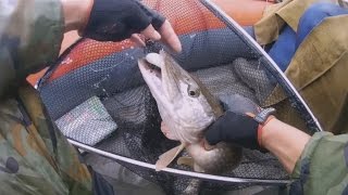 Ловля крупной щуки на спиннинг осенью. Камский джиг.