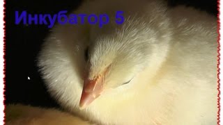 Инкубатор (Часть 5/5)