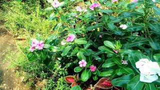 plantas de vincas o terecitas de barios colores