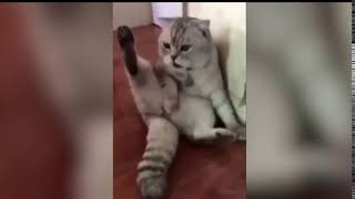 Где мои яйца? Кот потерял свои бубенчики