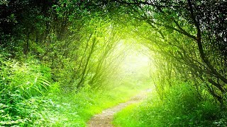 Relaxing Music, Meditation, Sleep Music, Calm Music, Healing, Zen, Sleep, Yoga, Study, Relax, ☯1959