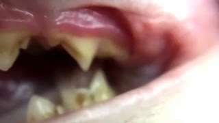 Cat Teeth Scaling Before and After