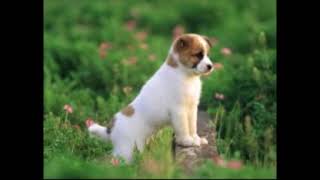 yavru köpek sesi yavru köpek havlaması