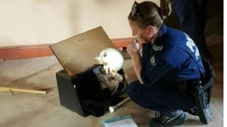 Skull & Bones in Black Box found under Albany Masonic Lodge - Likely a Noongar Aboriginal Warrior