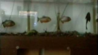 piranha vs bluegill part 1