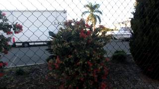 Bougainvillea, bougainvilliers, Бугенвиль, เฟื่องฟ้า, 부겐빌레아, ブーゲンビリア, 九重葛, John Lund Dr, Hope Island