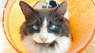 Blind cloudy-eyed cat finds forever home