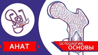 MED || Анат/Остеология №1 || Основы