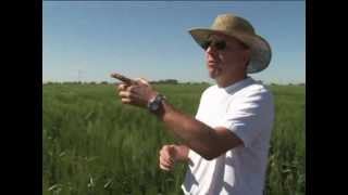 Rust Resistant Durum Wheat