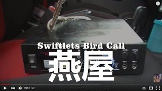 The Best Swiftlets Bird Sound To Conduct Swiftlets House Feasibility Study 燕屋