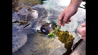 Visit Reef World Hervey Bay