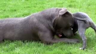 Fierce dog Staffordshire Bull Terrier