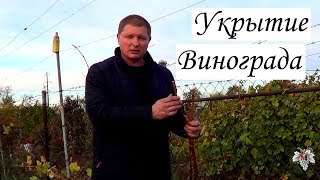 Укрытие винограда на зиму. Виноград 2018