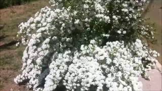 Çocuklar için sözsüz müzik dinlendirici