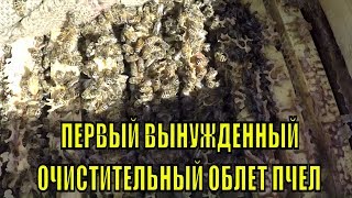 ВЫНУЖДЕННЫЙ, ПЕРВЫЙ ОЧИСТИТЕЛЬНЫЙ ОБЛЕТ ПЧЕЛ ПРИ СНЕЖНОМ ПОКРОВЕ БОЛЕЕ 30 СМ