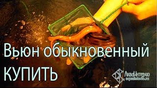 Вьюны обыкновенные (Misgurnus fossilis) - купить в СПб