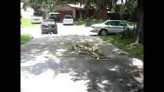 Honda Civic Si Torque Pulls Out Stump